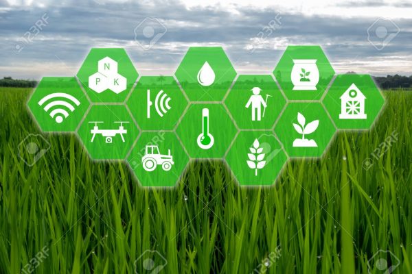 iot, internet of things,farmer agriculture concept, Smart farm with Robotic icon (artificial intelligence/ ai) use for management , control , monitoring, and detect with the sensor in the farm, field.